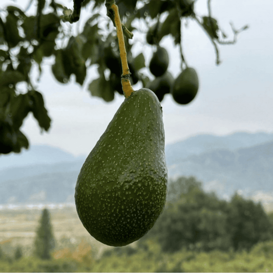 Zutano Avocado Seeds