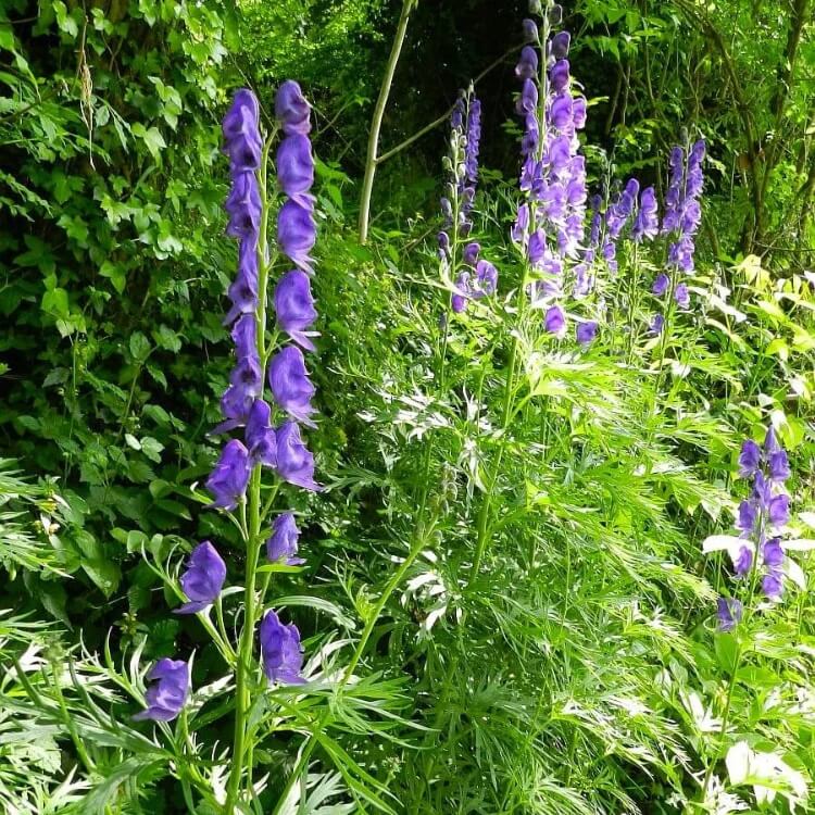 aconitum napellus seeds