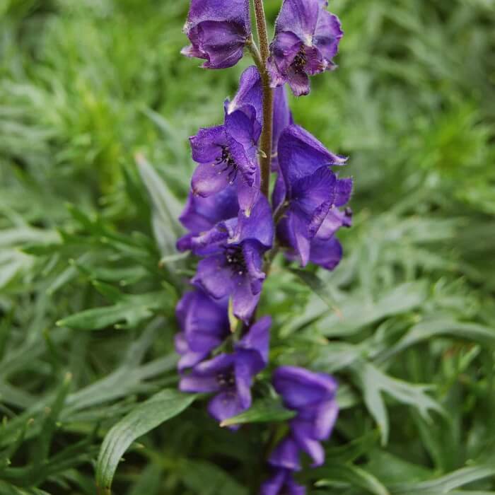 aconitum napellus seeds