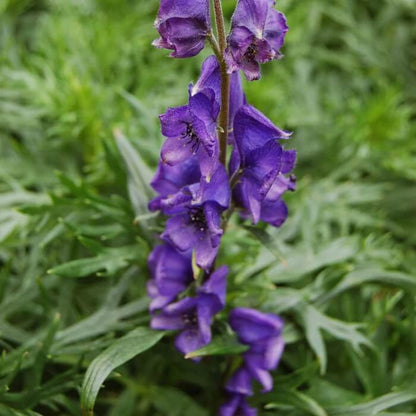 aconitum napellus seeds
