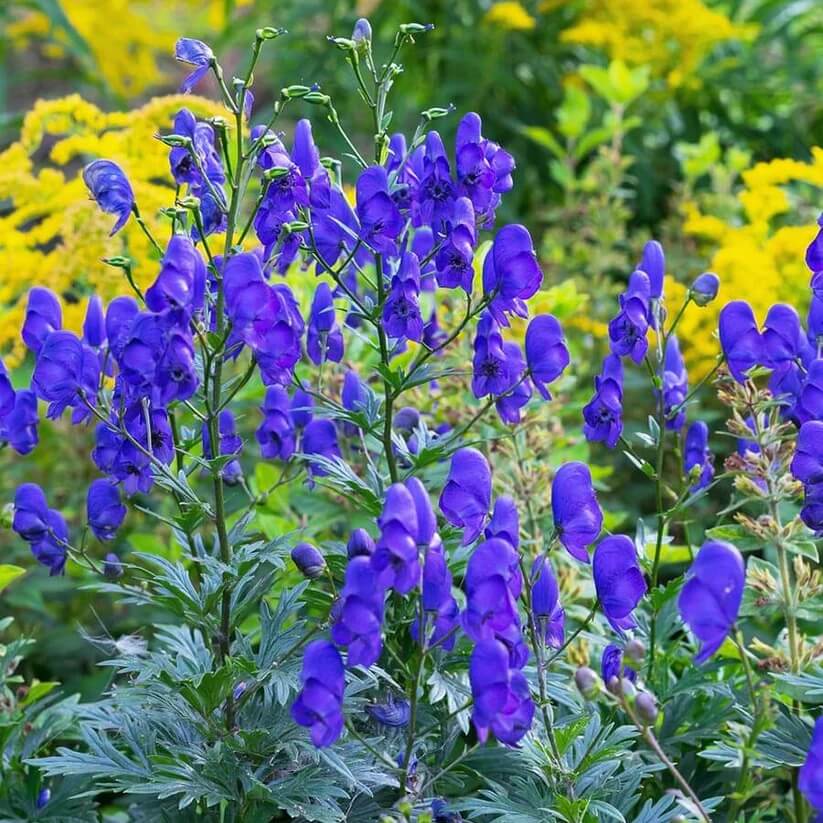 aconitum napellus seeds
