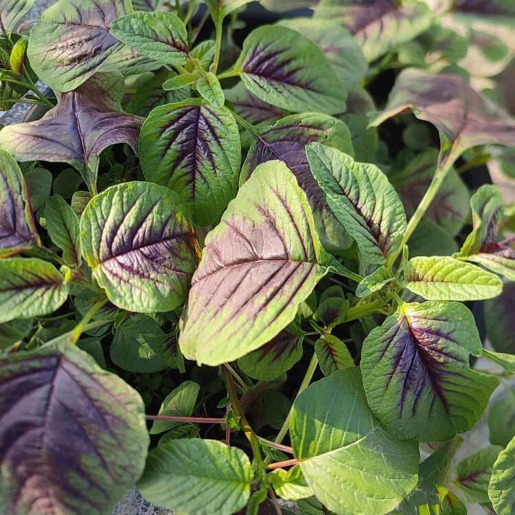 amaranth chinese spinich seeds