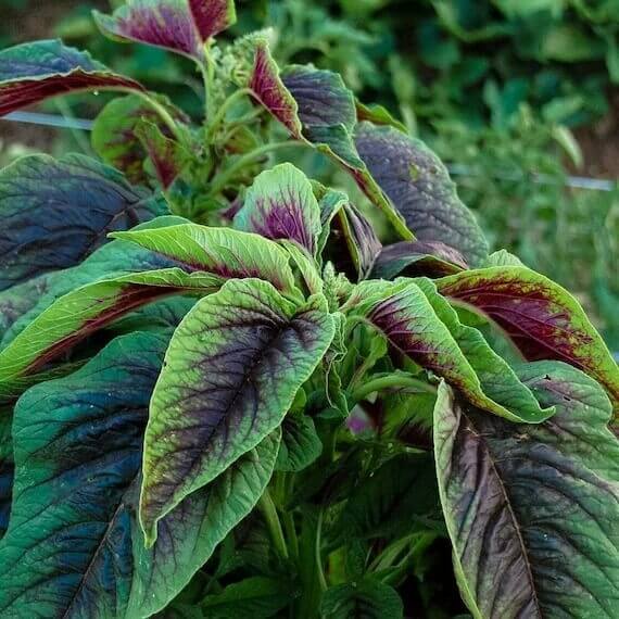 amaranth chinese spinich seeds