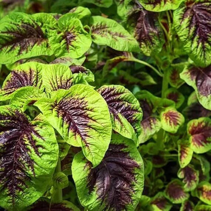 amaranth chinese spinich seeds