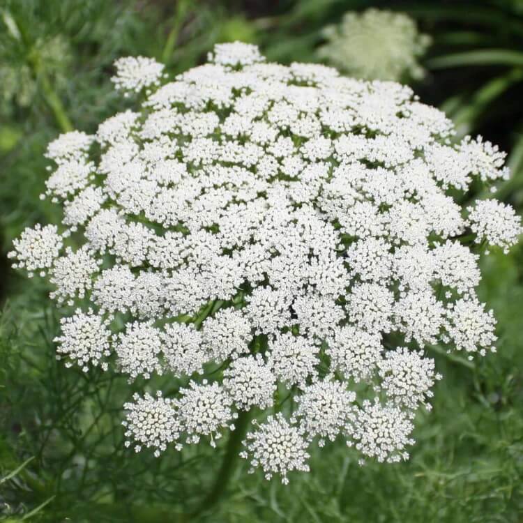ammi majus seeds