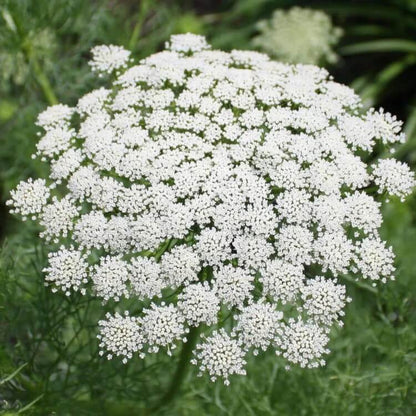 ammi majus seeds