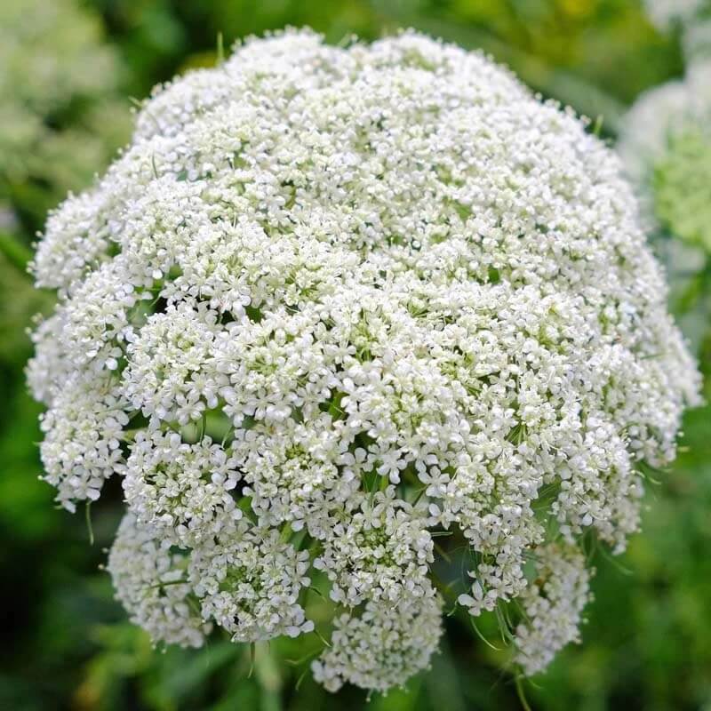 ammi majus seeds