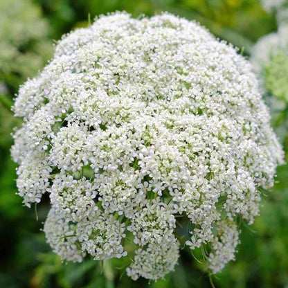 ammi majus seeds