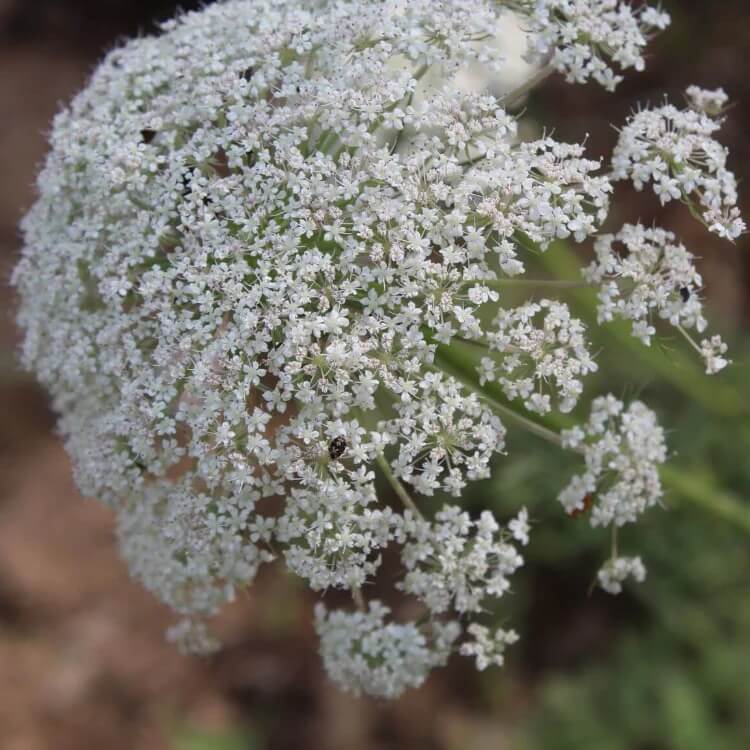ammi majus seeds
