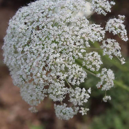 ammi majus seeds