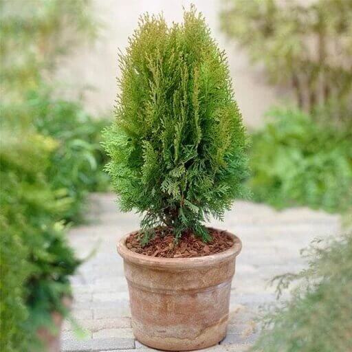 arborvitae seeds