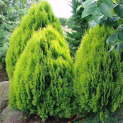 arborvitae seeds