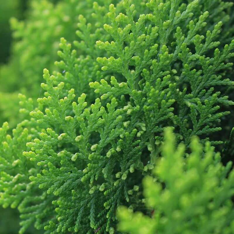 arborvitae seeds