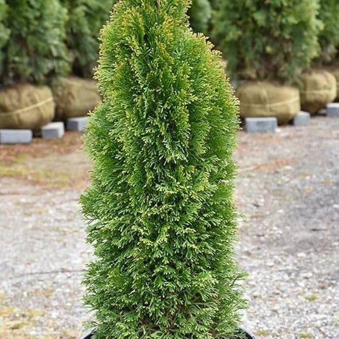 arborvitae seeds