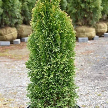 arborvitae seeds
