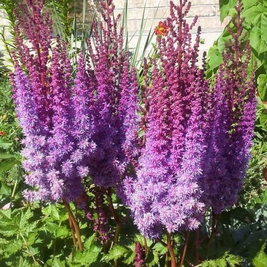 astilbe bunter seeds