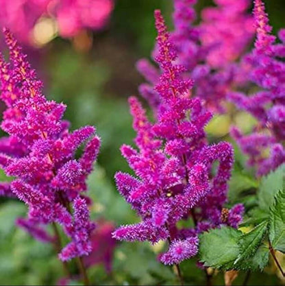 astilbe bunter seeds