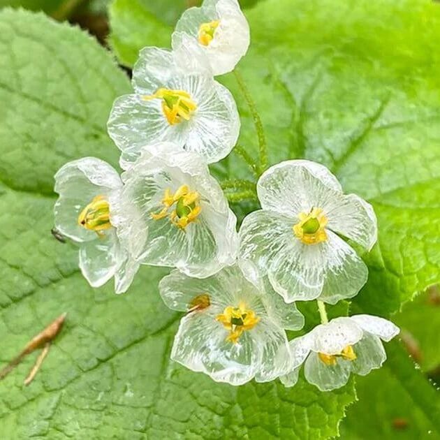 astilboides tabularis skeleton seeds