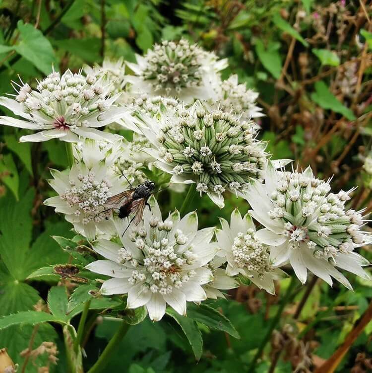 astrantia seeds