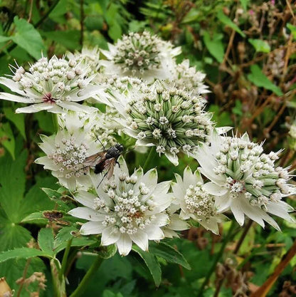 astrantia seeds