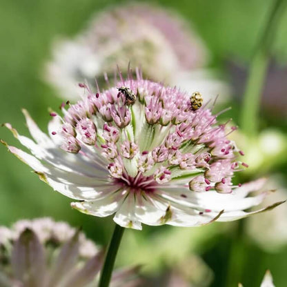 astrantia seeds
