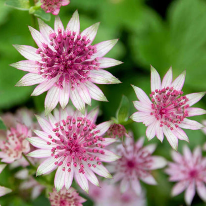 astrantia seeds