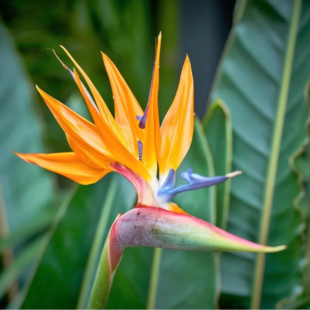 Bird of Paradise Seeds - Flower Plant