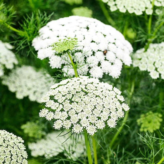 bishop's flower seeds