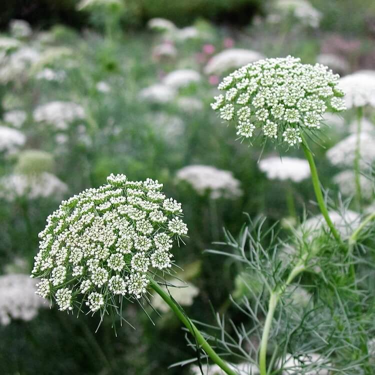 bishop's flower seeds