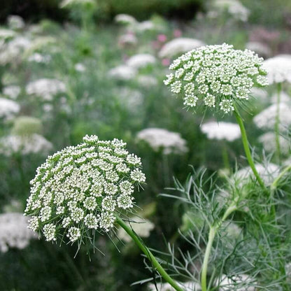 bishop's flower seeds