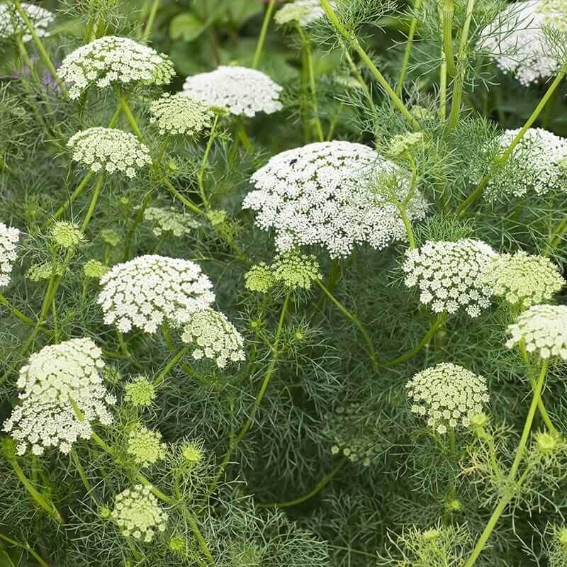 bishop's flower seeds