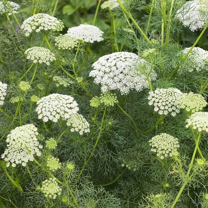 bishop's flower seeds