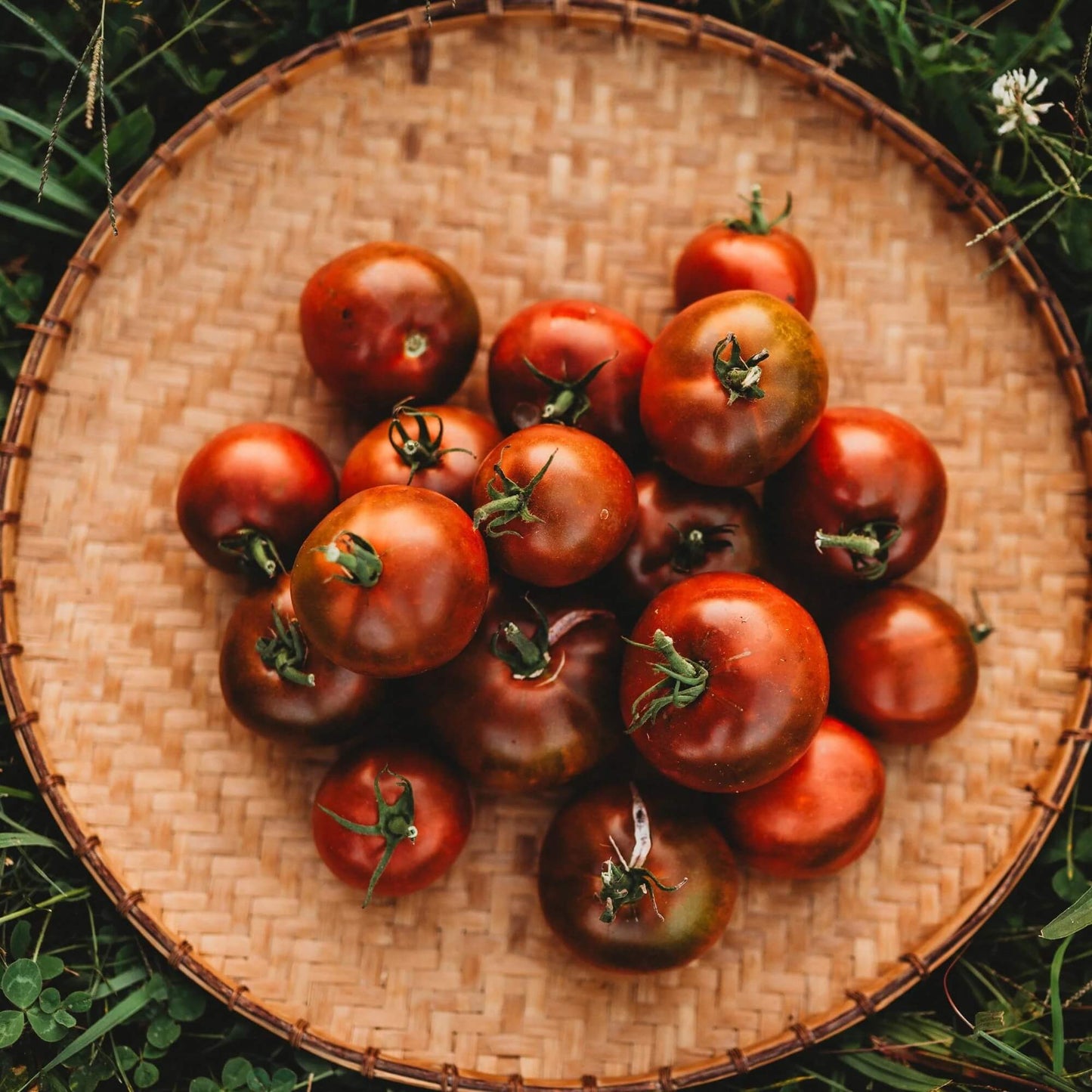 Black Prince Tomato Seeds - Vegetable Plant