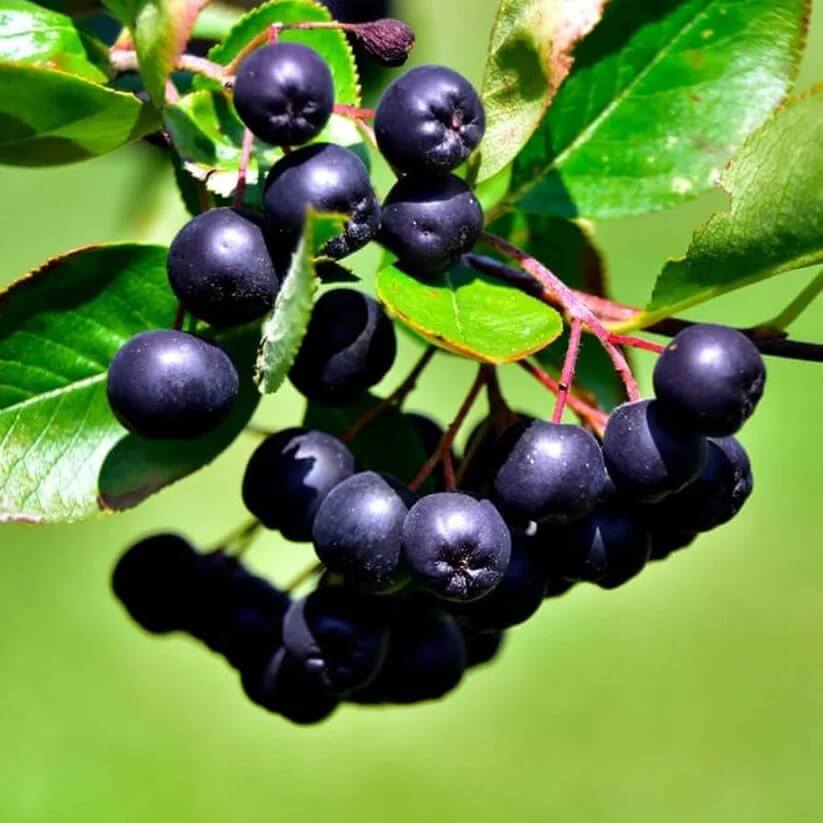black chokeberry seeds