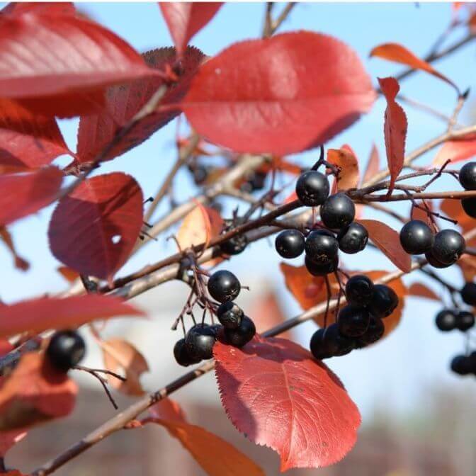 black chokeberry seeds