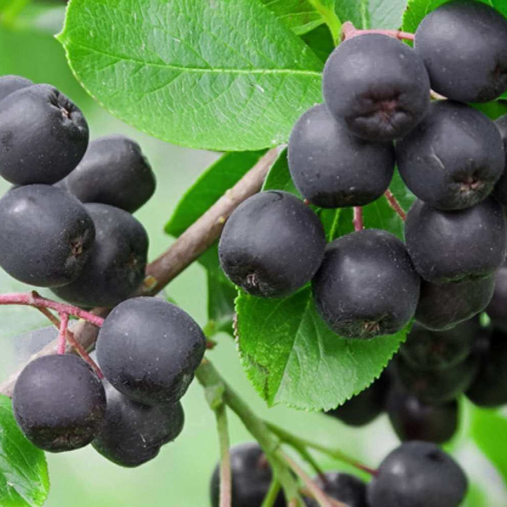 black chokeberry seeds
