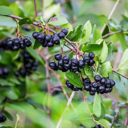 black chokeberry seeds