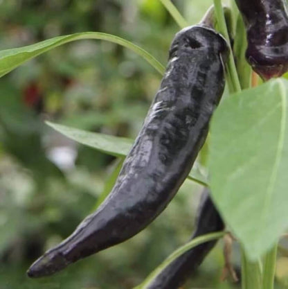 black cobra chilli hot pepper seeds