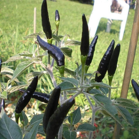 black cobra chilli hot pepper seeds