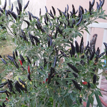 black cobra chilli hot pepper seeds