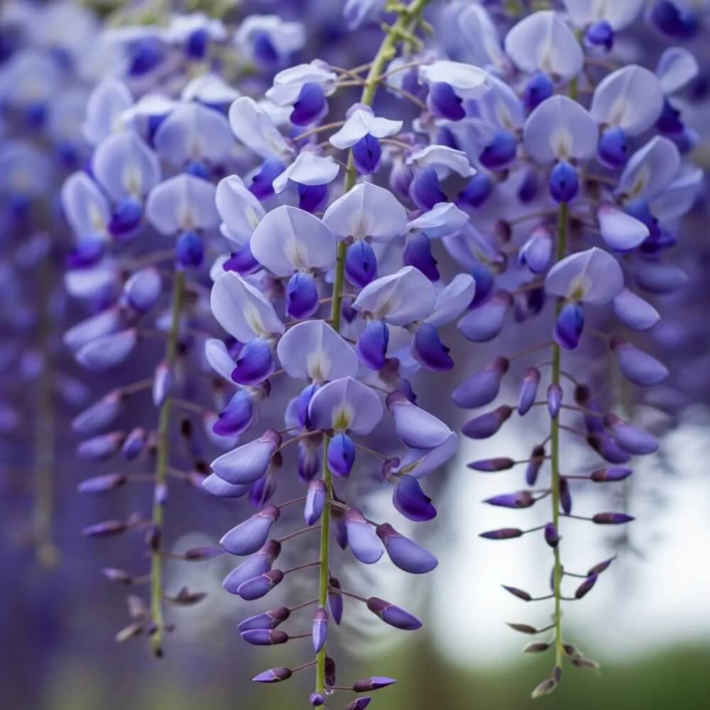 blue Chinese Wisteria seeds