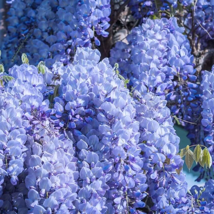 blue Chinese Wisteria seeds