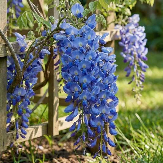 blue Chinese Wisteria seeds
