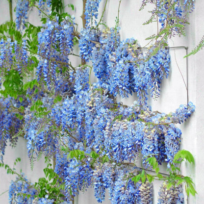 blue Chinese Wisteria seeds