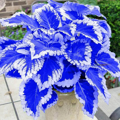 blue Coleus Seeds 