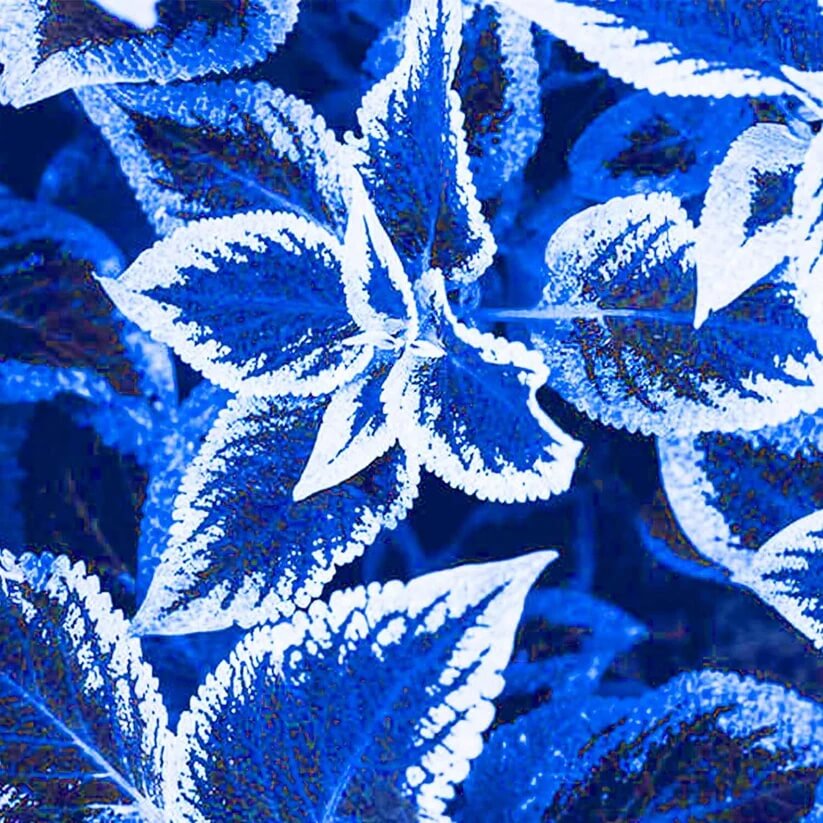 blue Coleus Seeds 