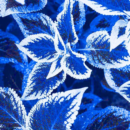 blue Coleus Seeds 