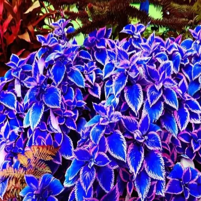 blue Coleus Seeds 