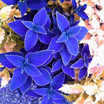 blue Coleus Seeds 