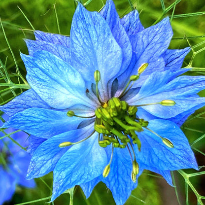 blue astrantia seeds